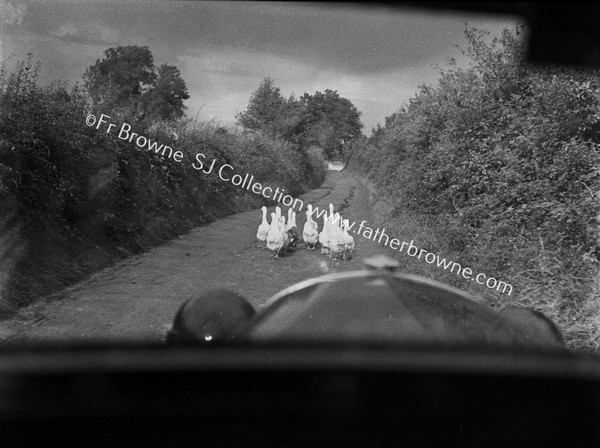 THROUGH WINDSCREEN GEESE